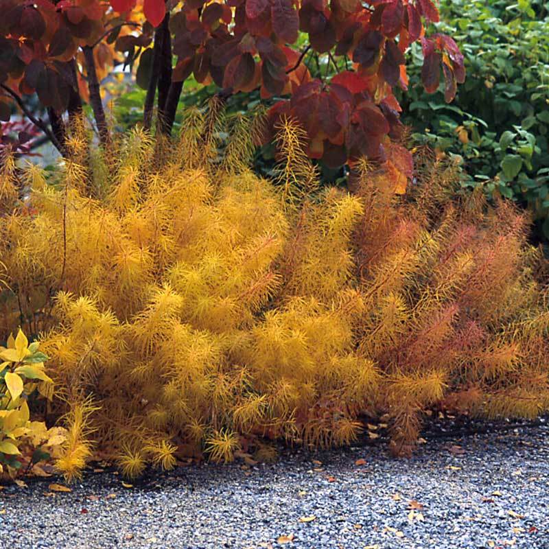 Amsonia String Theory bluestar has cozy fall color with finely textured pine like needles.