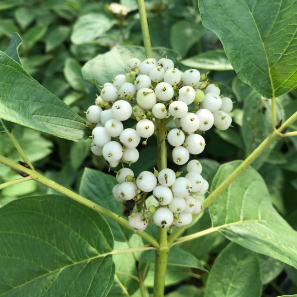 Arctic Fire Yellow - Red Twig Dogwood has white berries in the summer