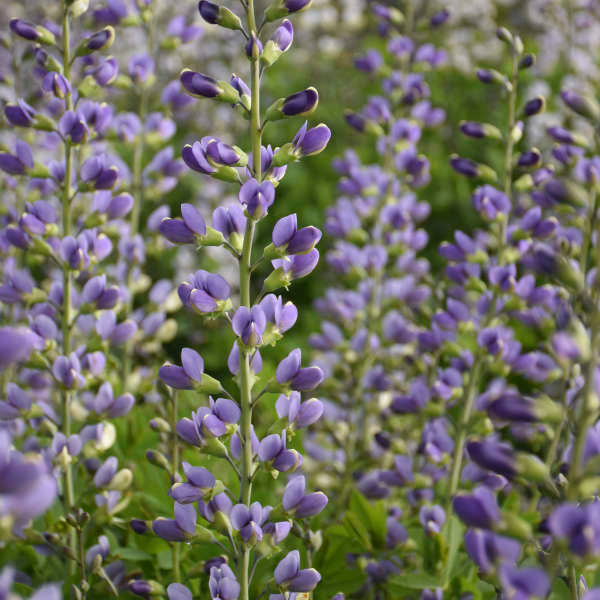 Baptisia Blue Bubbly False Indigo with massive 16 inch long flower spikes hovering above the foliage.