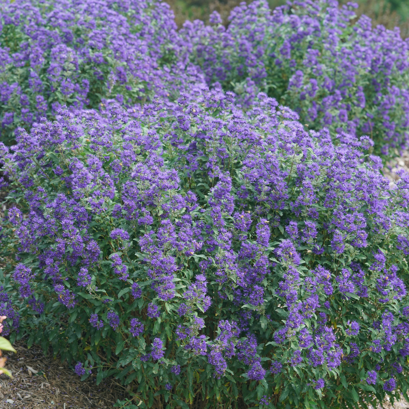 Three bluebeard shrubs with bright purple flowers