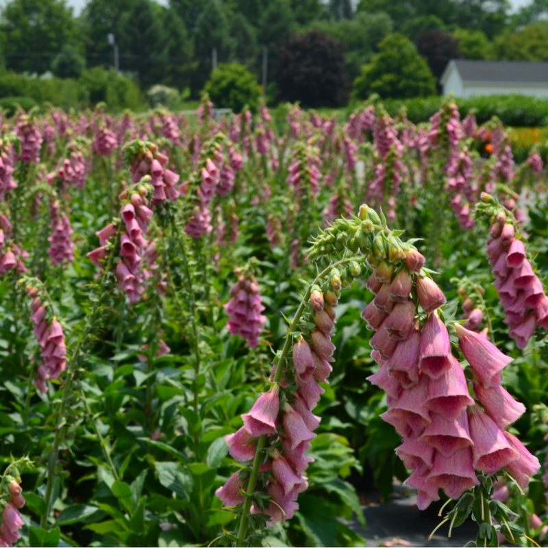 Merton Foxglove (Digitalis)