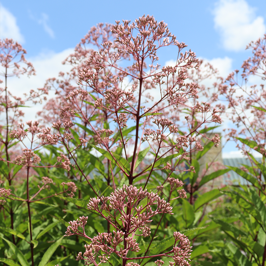 Pink joe pye weed flowers in a sunny garden