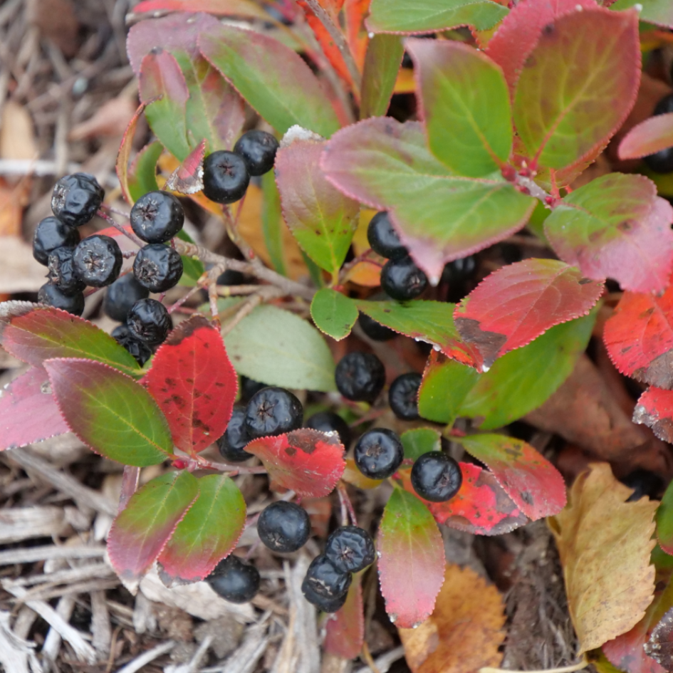 Low Scape Mound Aronia has berries in late summer to fall.