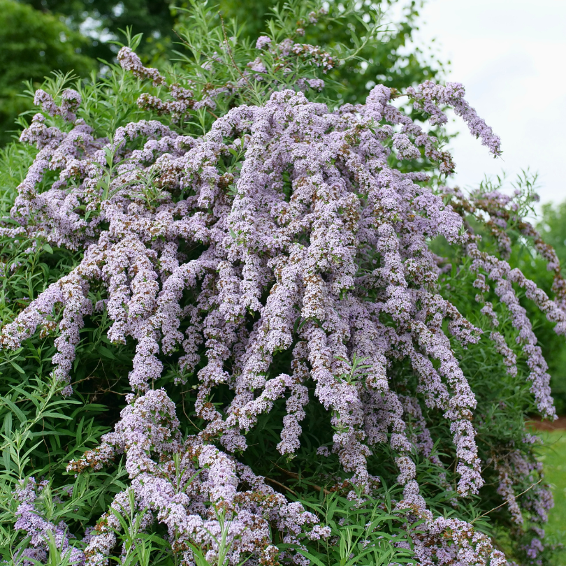 Beautiful cascading butterfly bush flowers