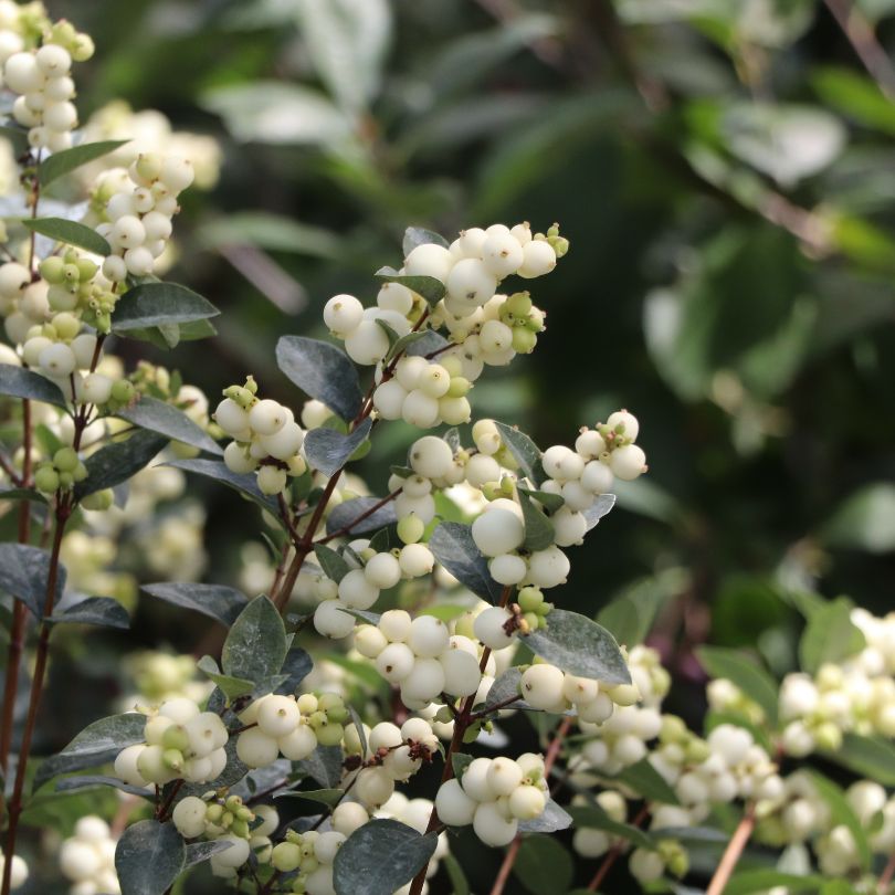 Close-up of white snowberries with a blurred natural background