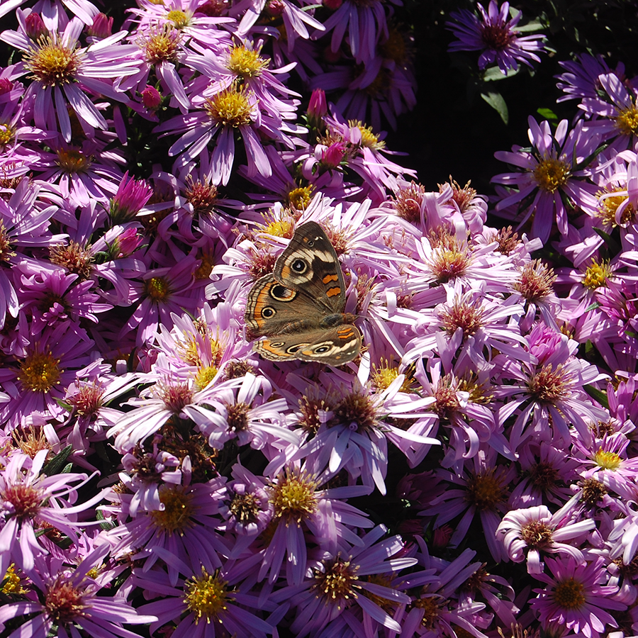 Close up image of moth resting on pink aster flowers