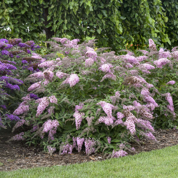 Grand Cascade Butterfly Bush makes an excellent backdrop in summer.