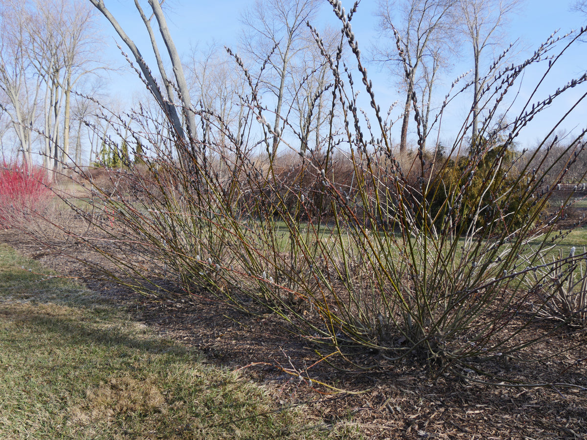 Salix Black Cat shrubs in early spring