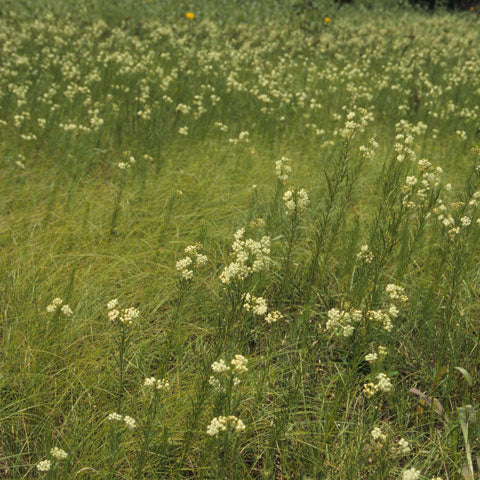 Whorled Milkweed (Asclepias verticillata) is perfectly suited for meadow gardens.