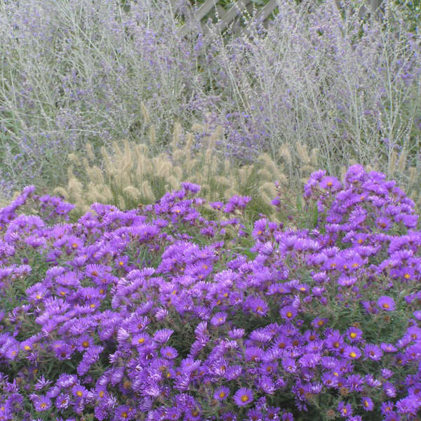 Purple Dome Aster is smothered in purple blooms in fall!