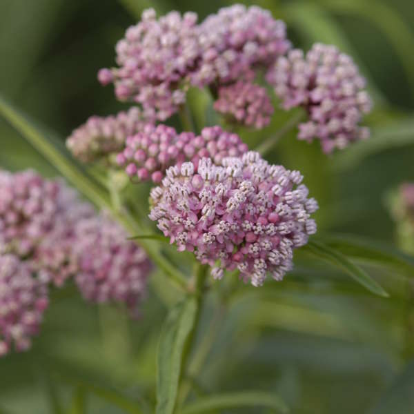 Cinderella Swamp Milkweed has pink flowers