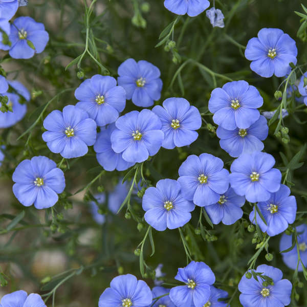 Linum Lewisii blooms in late spring.