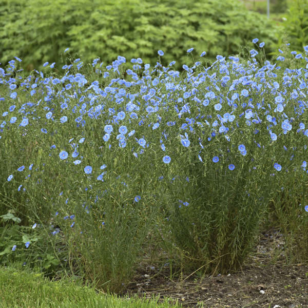 Linum Lewisii with blue saucer shaped flowers in the garden.