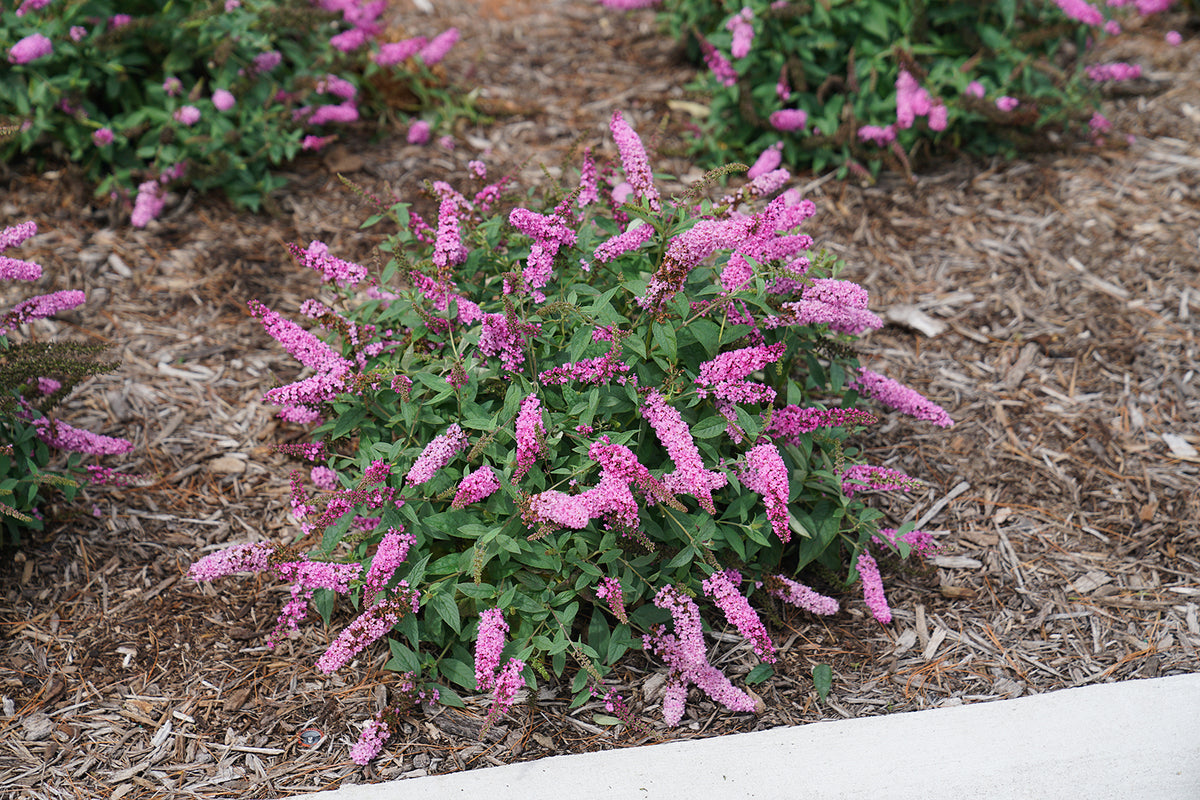 Buddleia Lo & Behold Pink Micro Chip has a small and tidy habit that fits anywhere