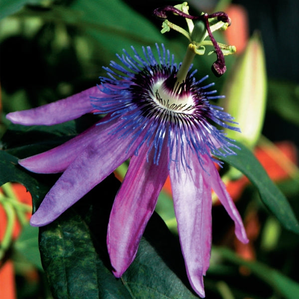 Lavender Lady Passion Flower with rich violet purple blooms in the summer.