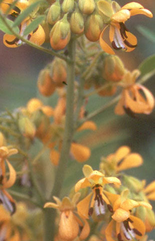 Wild Senna has showy yellow flowers with dark brown seedpods that feed the birds.