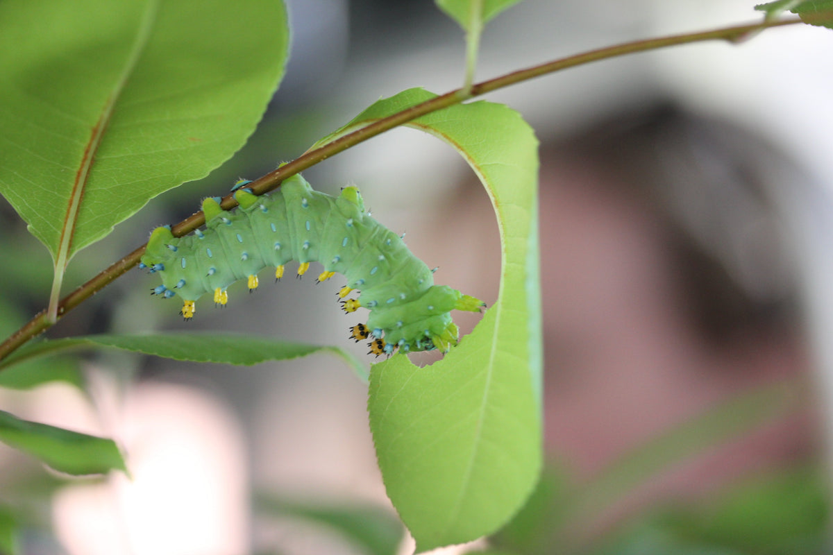 Host Plants for Pollinators