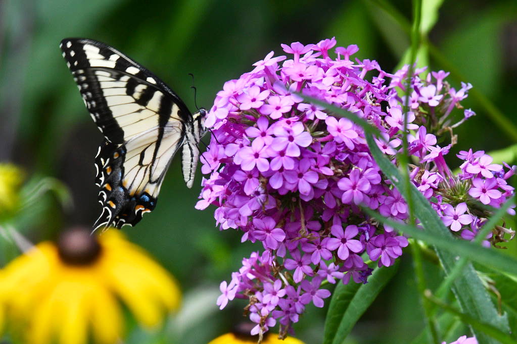 Meet The 2024 Perennial Plant of The Year: Phlox ‘Jeana’