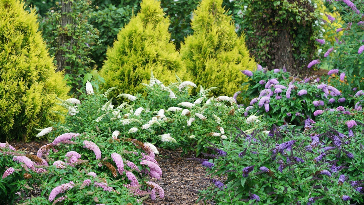 Butterflies & Beyond: How to Design a Pollinator Garden