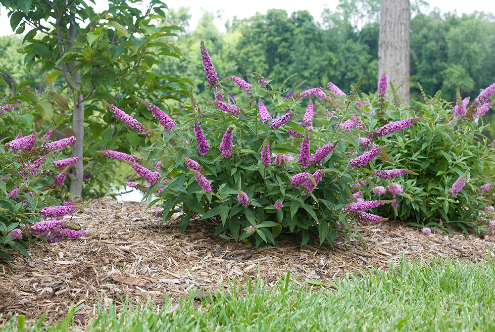 Pink butterfly bush flowers