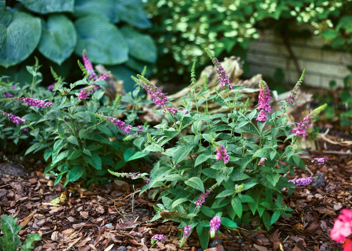 Dwarf Butterfly Bush Varieties For Small Gardens