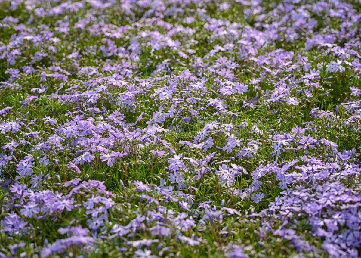 Carpet of dainty purple 'Blue Moon' woodland phlox flowers