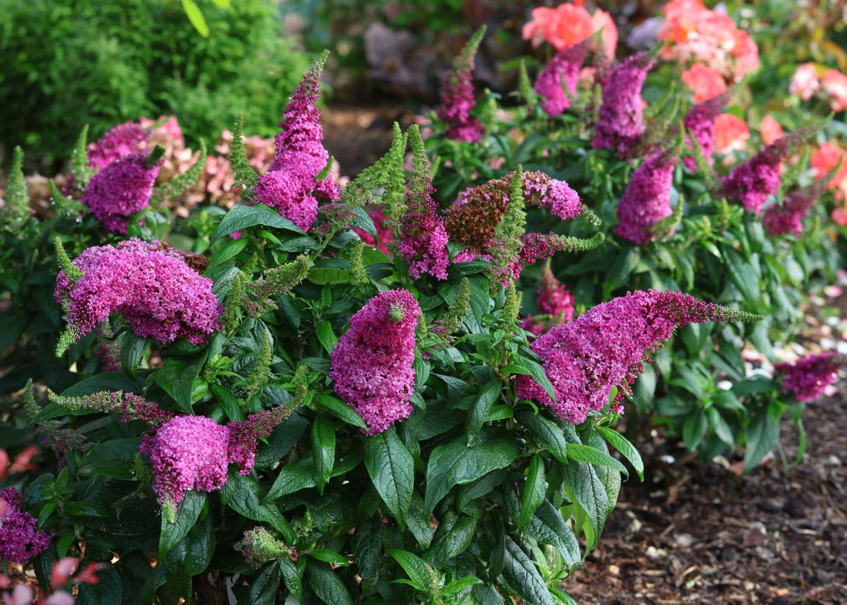Dwarf butterfly bush (Buddleia) with large pink/purple flower panicles in a summer garden.