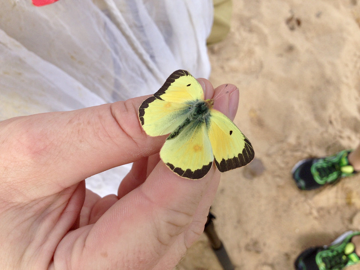 Make an Impact This Citizen Science Month