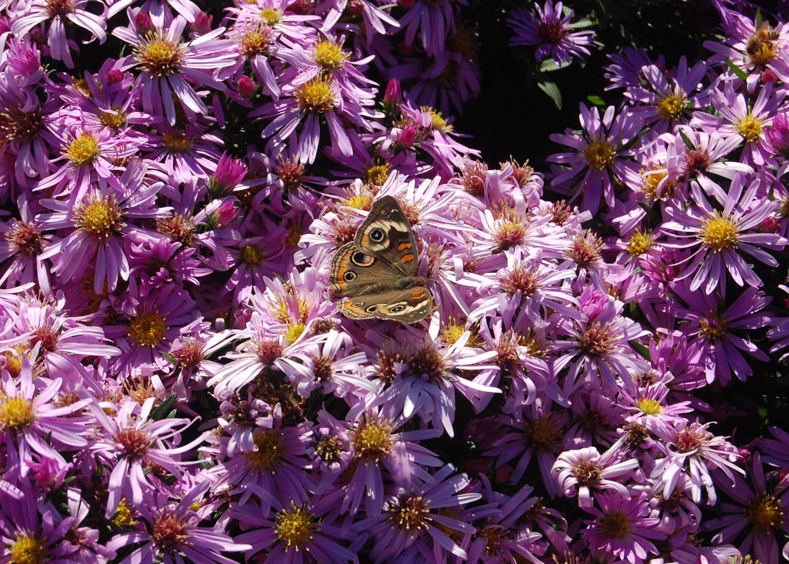 Hundreds of pink aster plants with a pollinator feeding from the nectar
