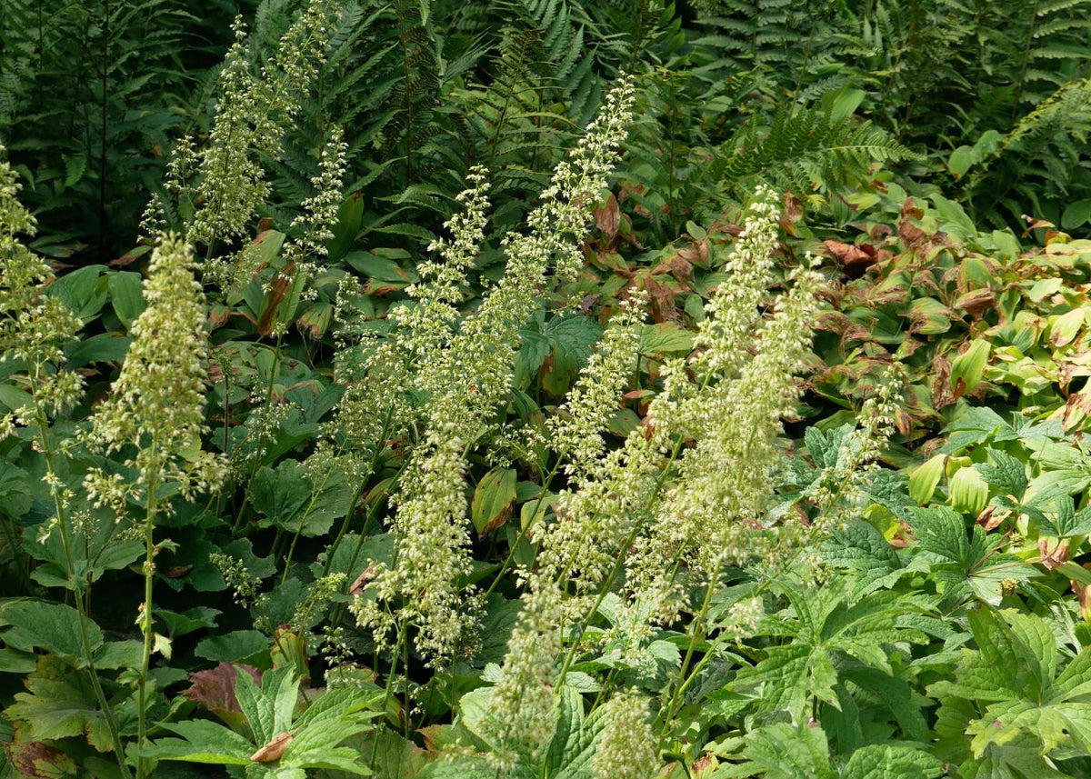Green flowers from &