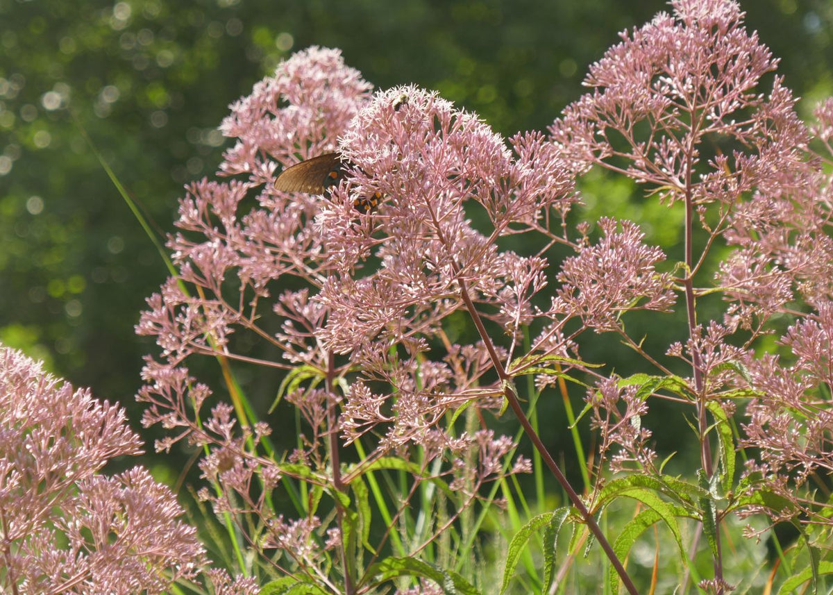 Pink flowers from Joe Pye weed plants