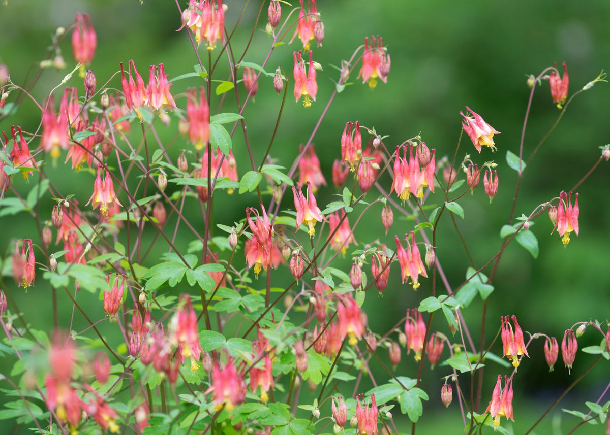 Red columbine flowers in a spring garden