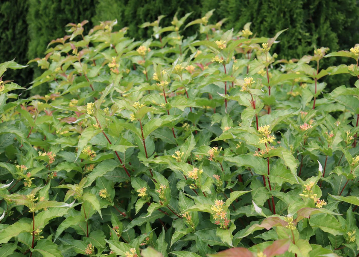 Diervilla shrub with vibrant green foliage and red stems