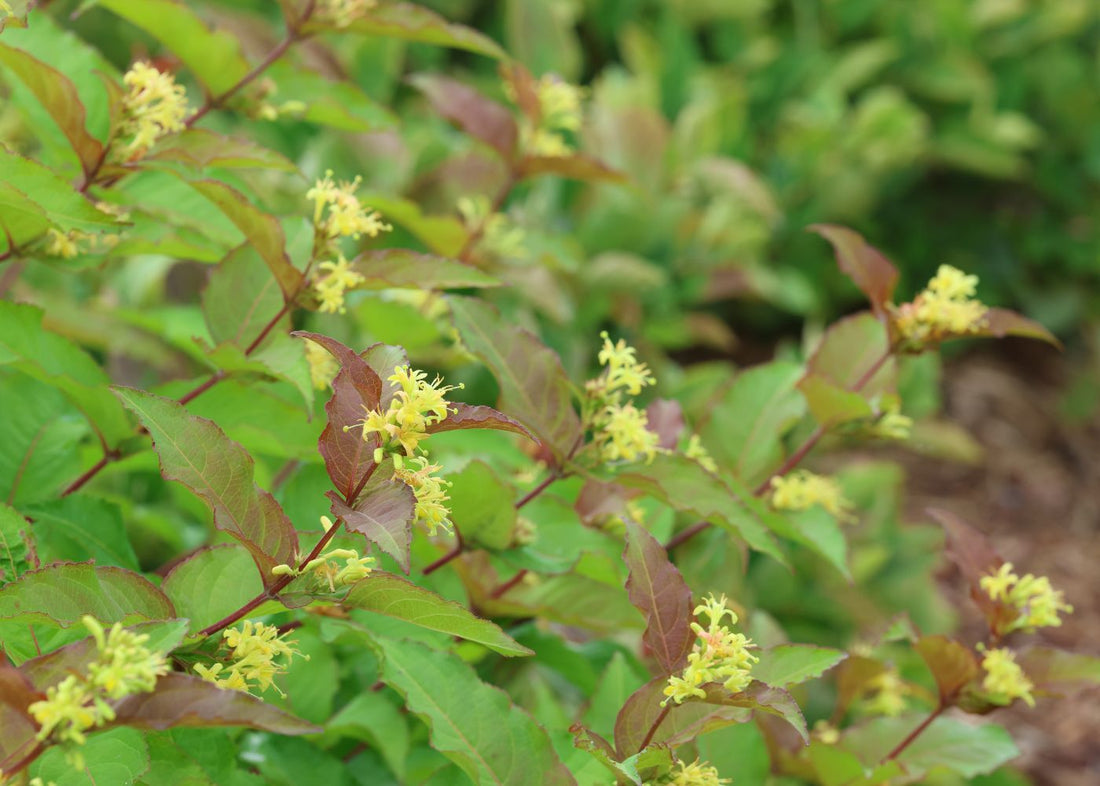 Yellow Diervilla flowers during spring