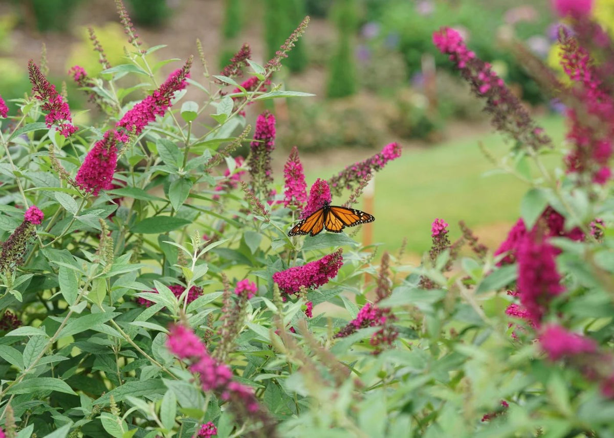 Miss Molly Butterfly Bush (Buddleia) with a Monarch butterfly resting on the bright pink flower panicles.