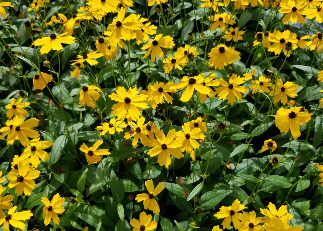 Summer-Blooming Plants
