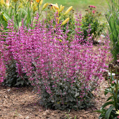 Pink flower hummingbird mint flowers
