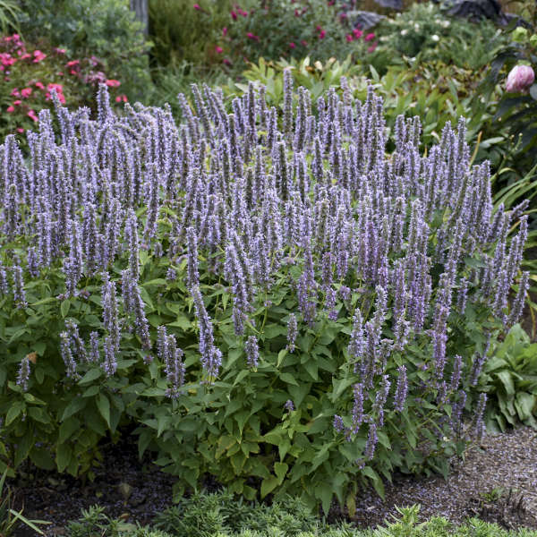 Blue/purple hummingbird mint flowers