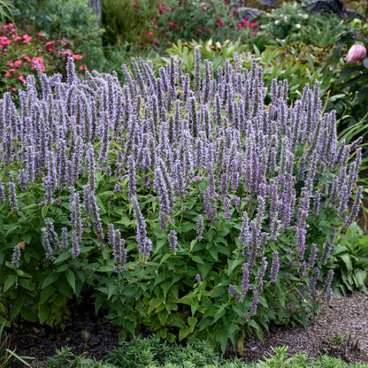 Blue/purple hummingbird mint flowers