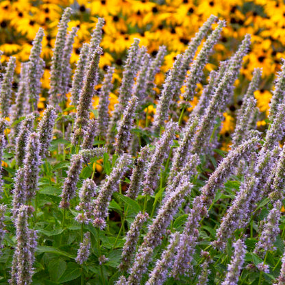 Blue/purple hummingbird mint flowers