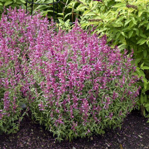 Mounds of pink flower spikes of hummingbird mint