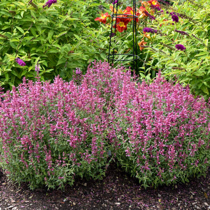 Mounds of pink flower spikes of hummingbird mint