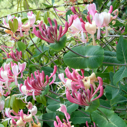Pink and white honeysuckle flowers planted in a naturalistic setting