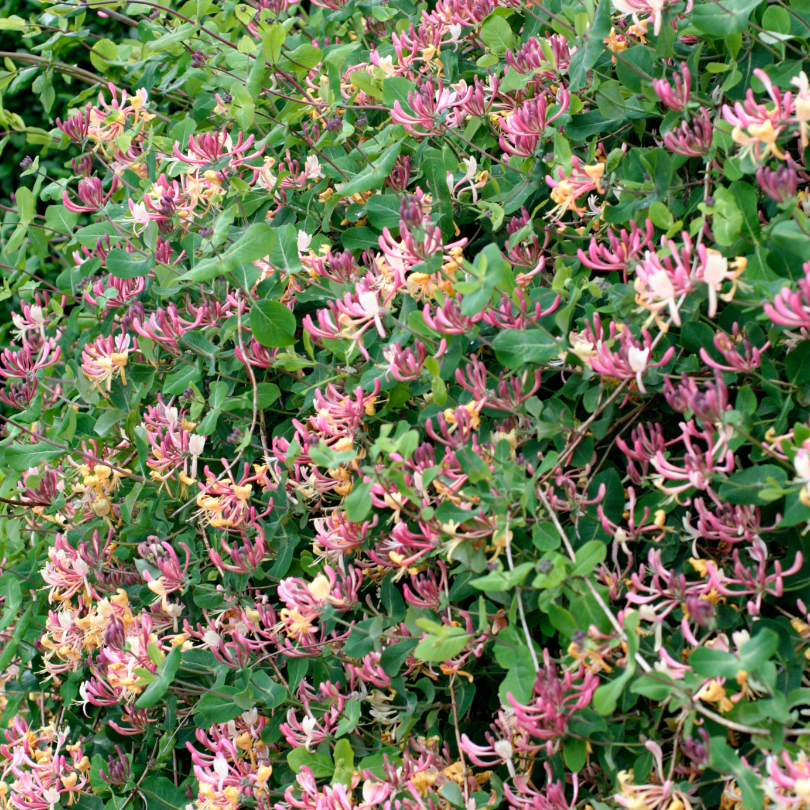 Cluster of pink and green honeysuckle flowers climbing up a wall