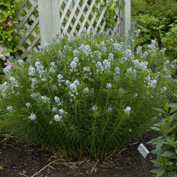 Amsonia String Theory bluestar has blue flowers full of nectar for pollinators. 