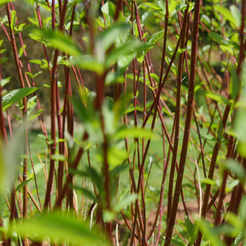 The stems of Arctic Fire Red dogwood in spring when the foliage has emerged