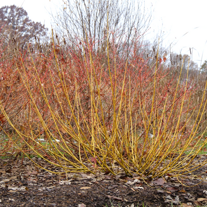 Cornus Arctic Fire Yellow has cheery yellow colored stems