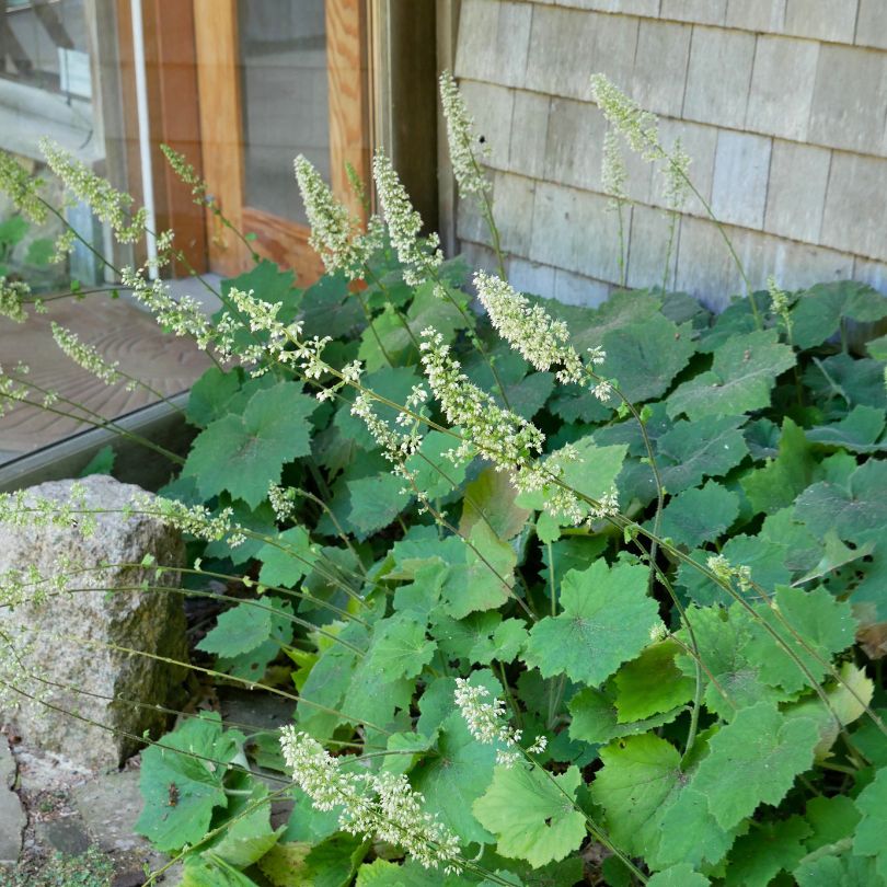 Woodland perennial 'Autumn Bride' coral bells with fuzzy white flowers and dark green foliage