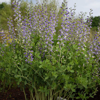  Baptisia Blue Bubbly False Indigo makes a lovely addition to cut flower arrangements. 