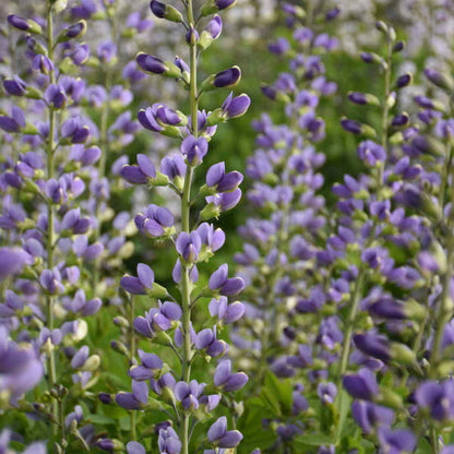 Baptisia Blue Bubbly False Indigo with massive 16 inch long flower spikes hovering above the foliage. 